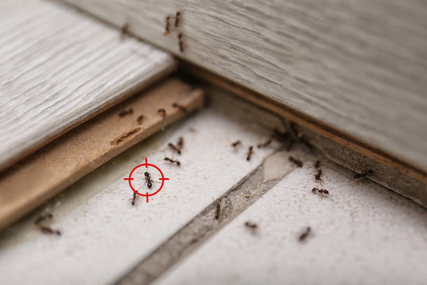 Best Flea Control Services  in Hoschton, GA