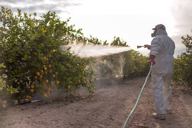 Best Local Pest Control Services  in Hoschton, GA